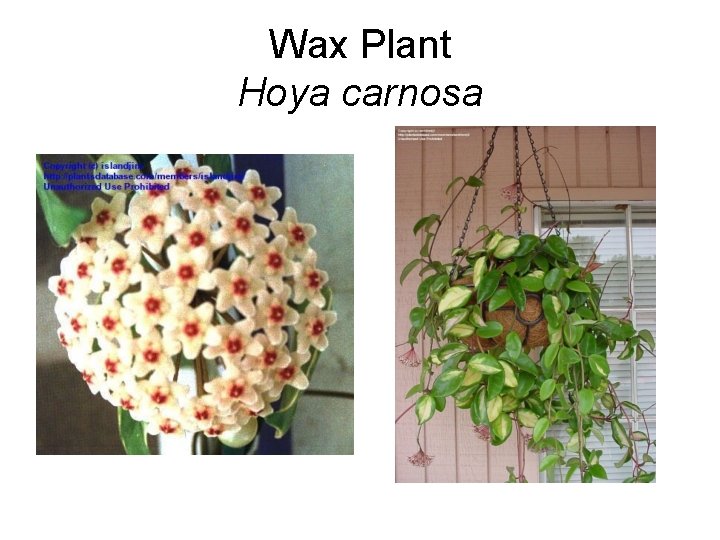 Wax Plant Hoya carnosa 