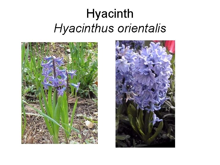 Hyacinthus orientalis 