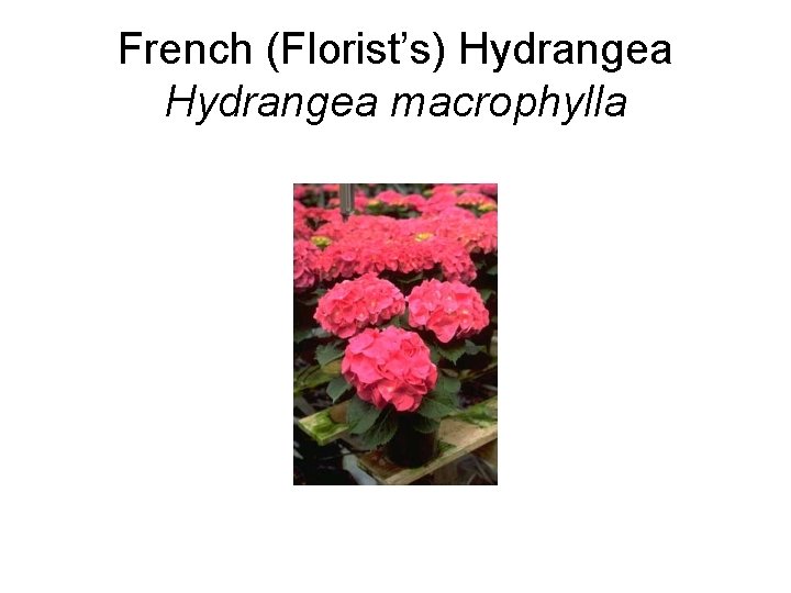 French (Florist’s) Hydrangea macrophylla 
