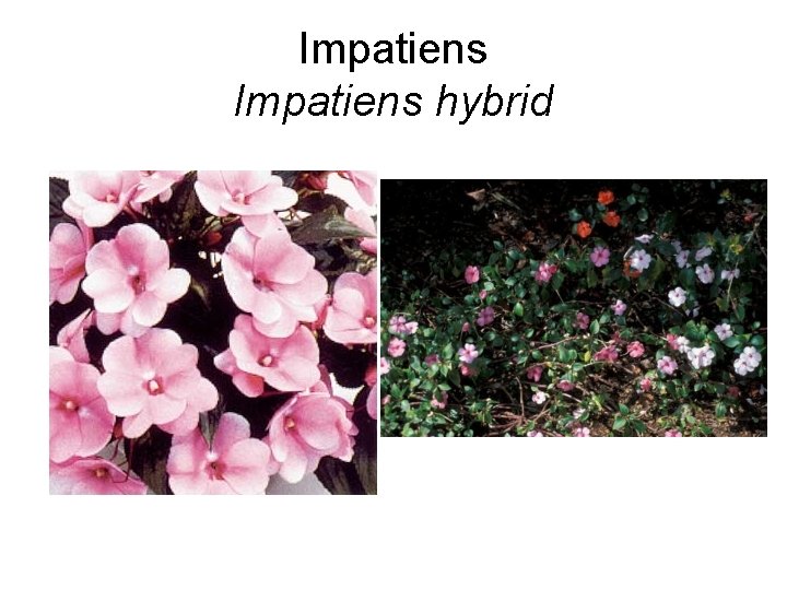 Impatiens hybrid 