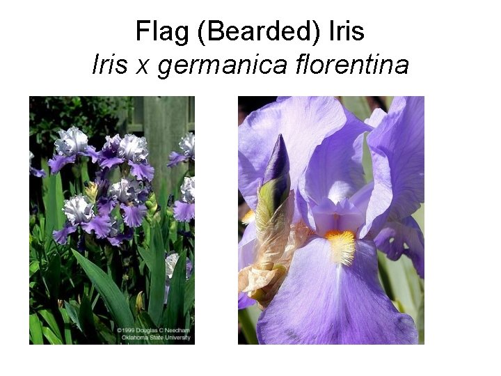 Flag (Bearded) Iris x germanica florentina 