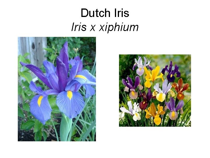 Dutch Iris x xiphium 