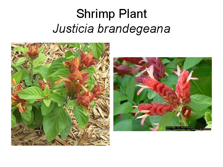 Shrimp Plant Justicia brandegeana 