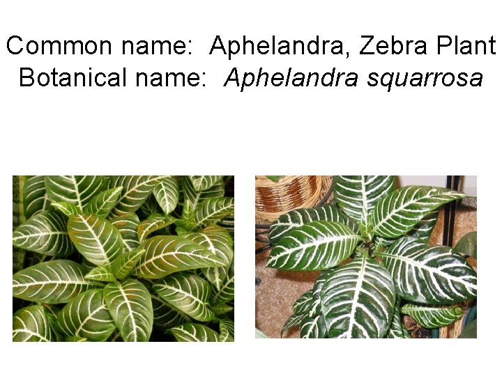 Common name: Aphelandra, Zebra Plant Botanical name: Aphelandra squarrosa 