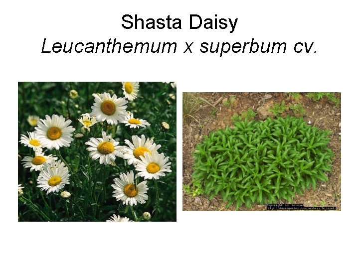 Shasta Daisy Leucanthemum x superbum cv. 