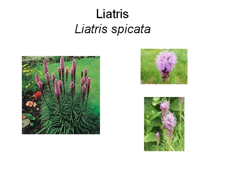 Liatris spicata 