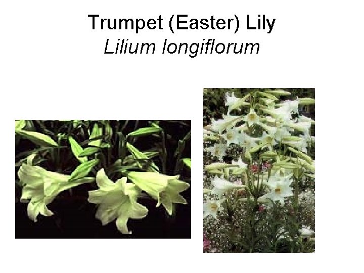 Trumpet (Easter) Lily Lilium longiflorum 