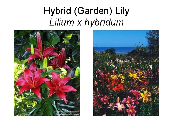 Hybrid (Garden) Lily Lilium x hybridum 
