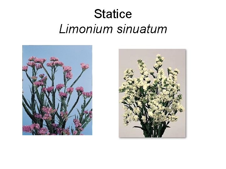 Statice Limonium sinuatum 