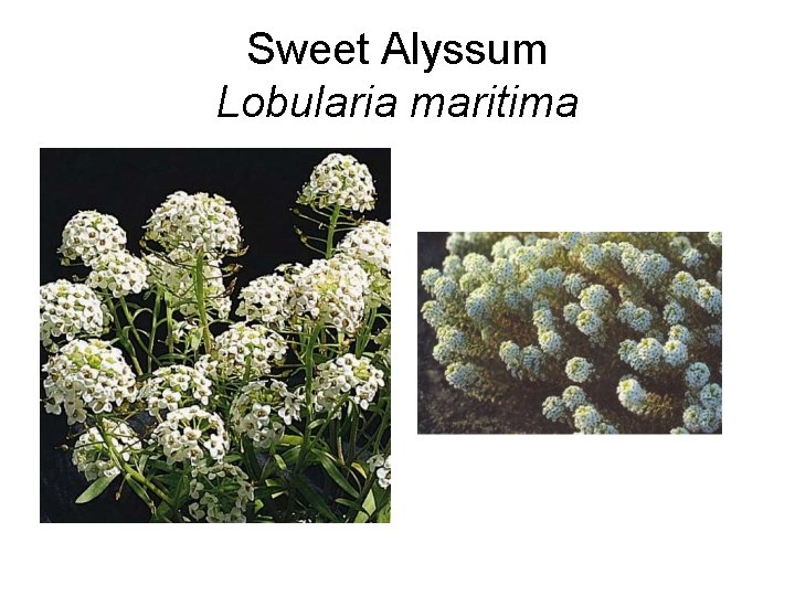 Sweet Alyssum Lobularia maritima 