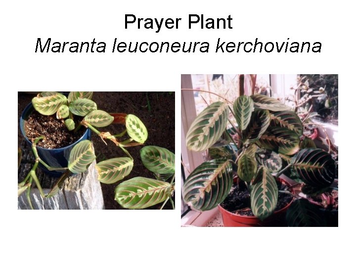 Prayer Plant Maranta leuconeura kerchoviana 