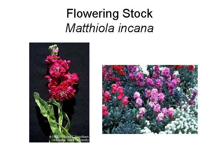 Flowering Stock Matthiola incana 