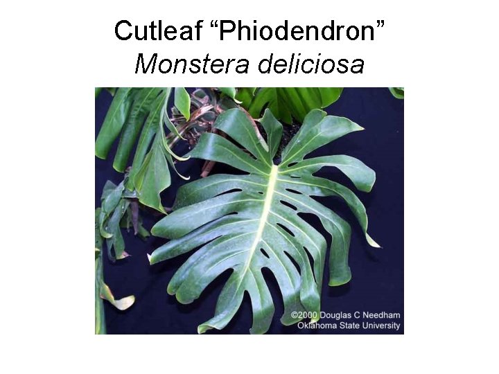 Cutleaf “Phiodendron” Monstera deliciosa 