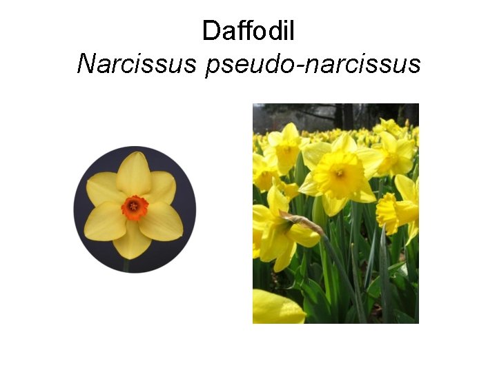 Daffodil Narcissus pseudo-narcissus 
