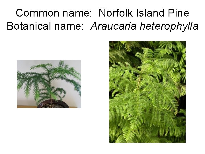Common name: Norfolk Island Pine Botanical name: Araucaria heterophylla 