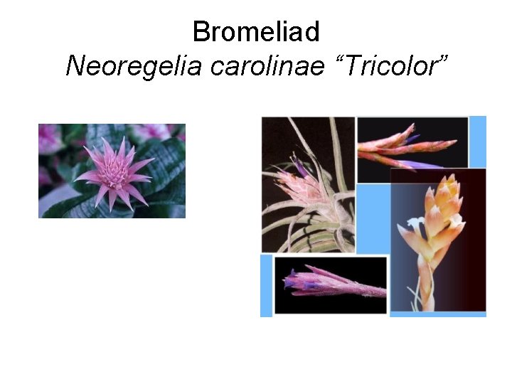 Bromeliad Neoregelia carolinae “Tricolor” 