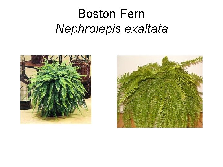 Boston Fern Nephroiepis exaltata 