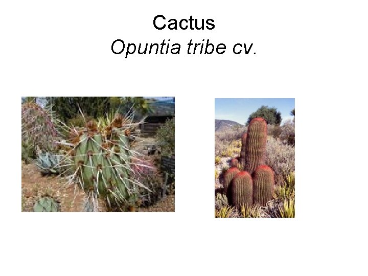 Cactus Opuntia tribe cv. 