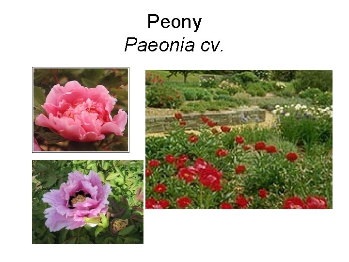 Peony Paeonia cv. 