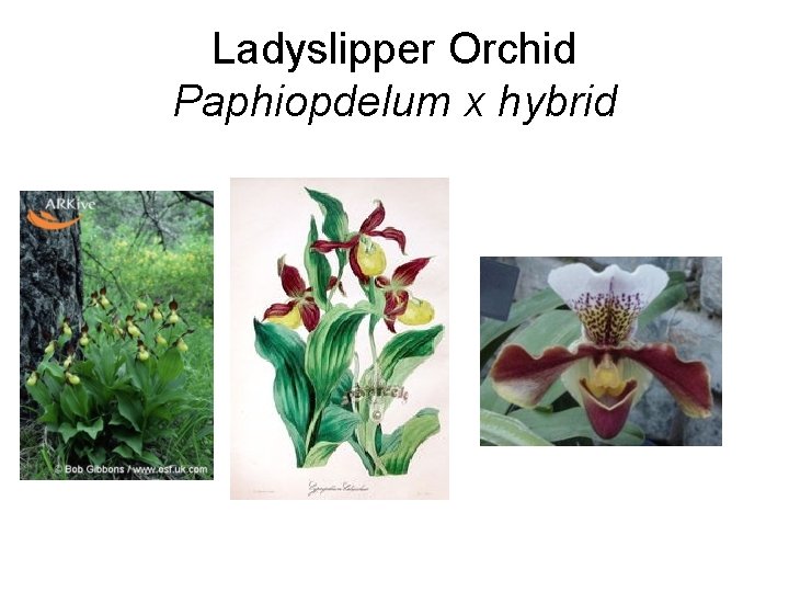 Ladyslipper Orchid Paphiopdelum x hybrid 