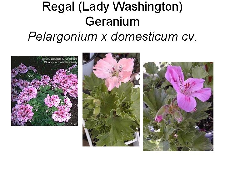 Regal (Lady Washington) Geranium Pelargonium x domesticum cv. 