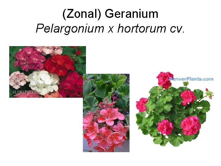 (Zonal) Geranium Pelargonium x hortorum cv. 