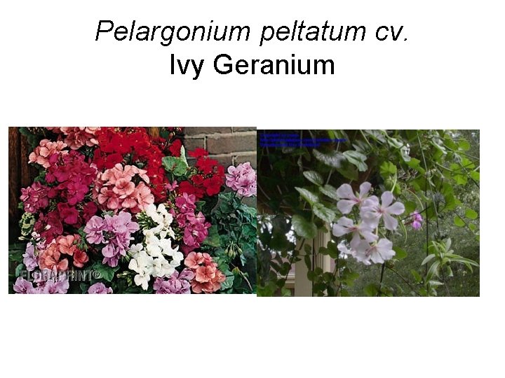 Pelargonium peltatum cv. Ivy Geranium 