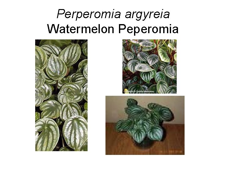 Perperomia argyreia Watermelon Peperomia 