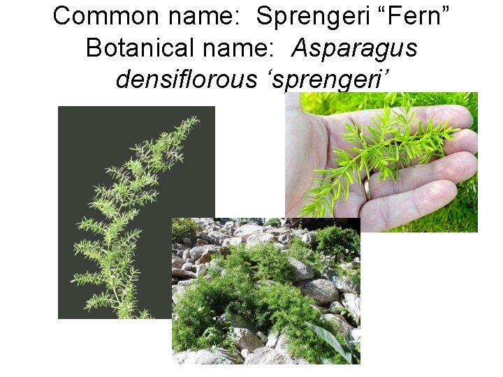Common name: Sprengeri “Fern” Botanical name: Asparagus densiflorous ‘sprengeri’ 