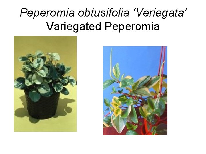 Peperomia obtusifolia ‘Veriegata’ Variegated Peperomia 