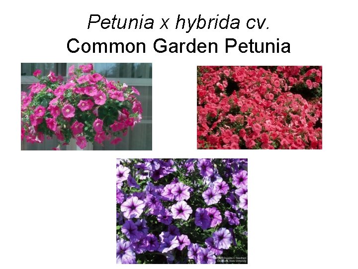 Petunia x hybrida cv. Common Garden Petunia 