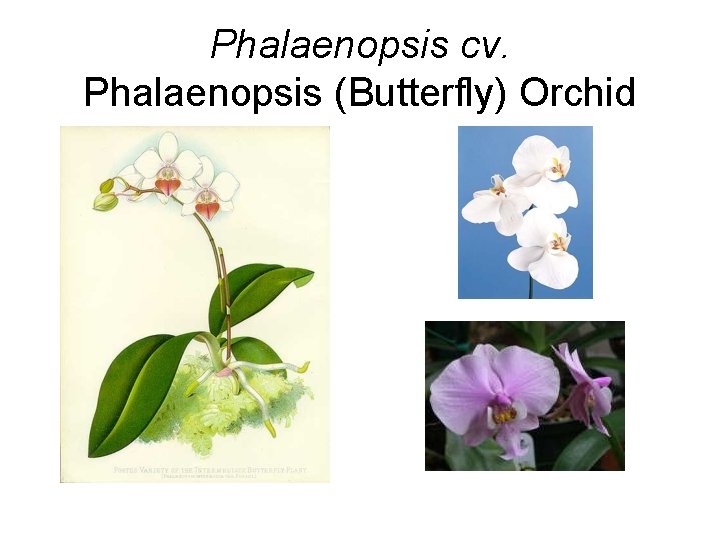 Phalaenopsis cv. Phalaenopsis (Butterfly) Orchid 