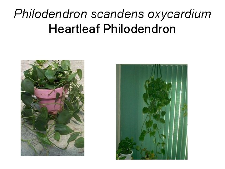 Philodendron scandens oxycardium Heartleaf Philodendron 