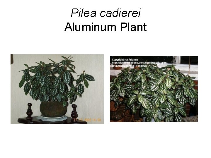 Pilea cadierei Aluminum Plant 