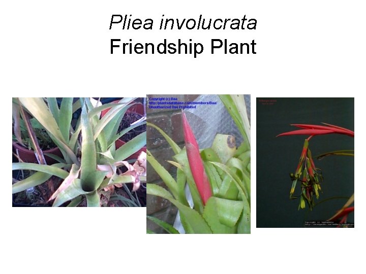 Pliea involucrata Friendship Plant 