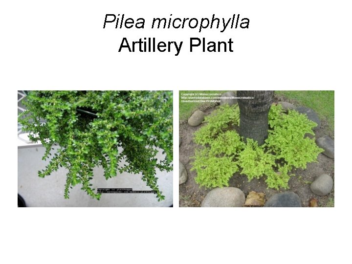 Pilea microphylla Artillery Plant 