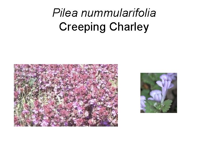 Pilea nummularifolia Creeping Charley 