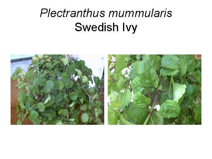 Plectranthus mummularis Swedish Ivy 