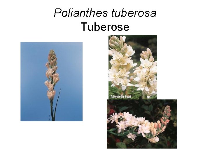 Polianthes tuberosa Tuberose 