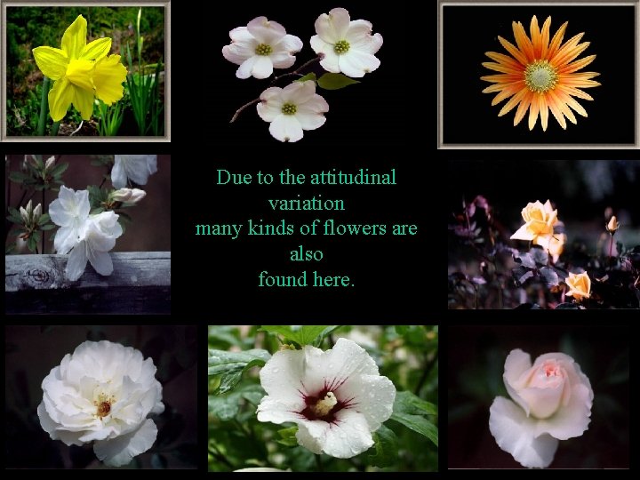 Due to the attitudinal variation many kinds of flowers are also found here. 