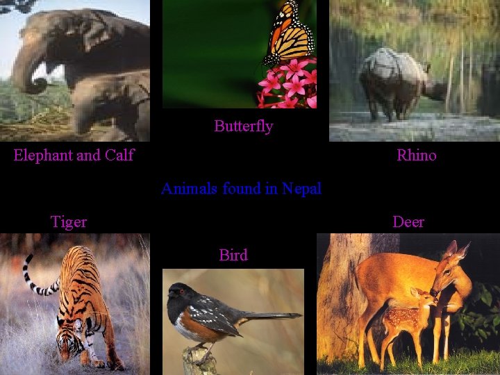 Butterfly Elephant and Calf Rhino Animals found in Nepal Tiger Deer Bird 