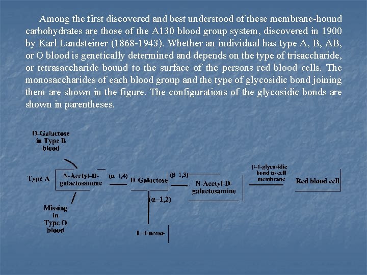 Among the first discovered and best understood of these membrane hound carbohydrates are those