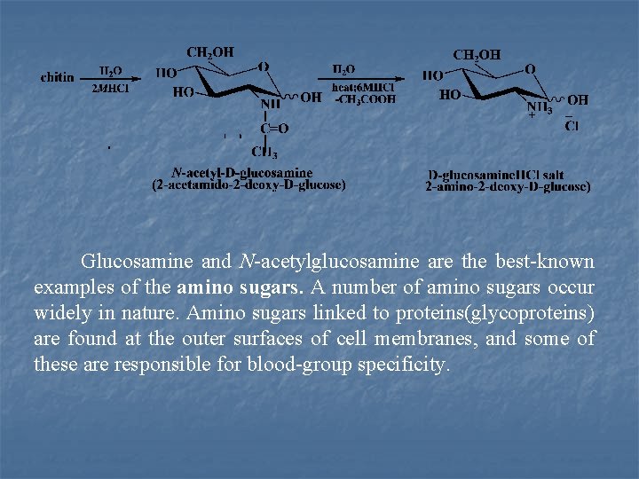 Glucosamine and N acetylglucosamine are the best known examples of the amino sugars. A