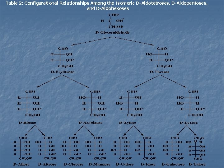 Table 2: Configarational Relationships Among the Isomeric D-Aldotetroses, D-Aldopentoses, and D-Aldohexoses 