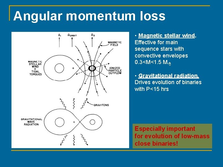 Angular momentum loss • Magnetic stellar wind. Effective for main sequence stars with convective