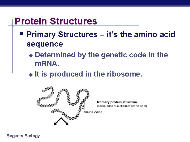 Protein Structures § Primary Structures – it’s the amino acid sequence Determined by the