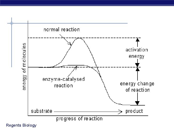 Regents Biology 