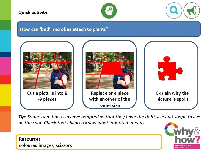 Quick activity How can ‘bad’ microbes attach to plants? Cut a picture into 8