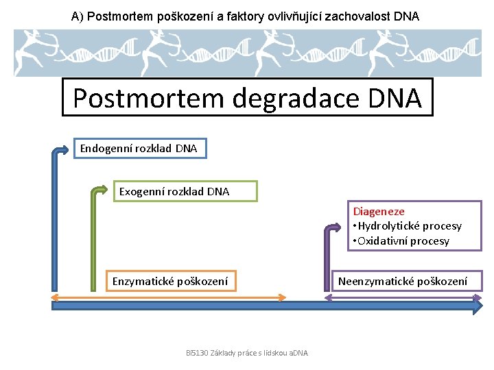 A) Postmortem poškození a faktory ovlivňující zachovalost DNA Postmortem degradace DNA Endogenní rozklad DNA