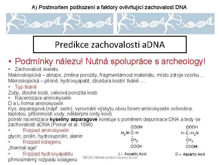 A) Postmortem poškození a faktory ovlivňující zachovalost DNA Predikce zachovalosti a. DNA • Podmínky